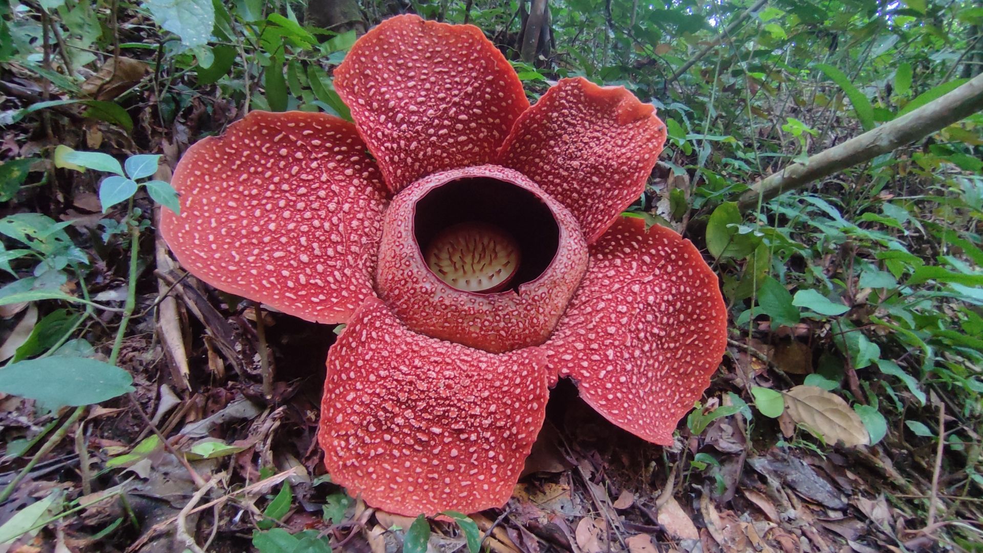 File:Rafflesia arnoldii Bunga Nasional Indonesia 01.jpg