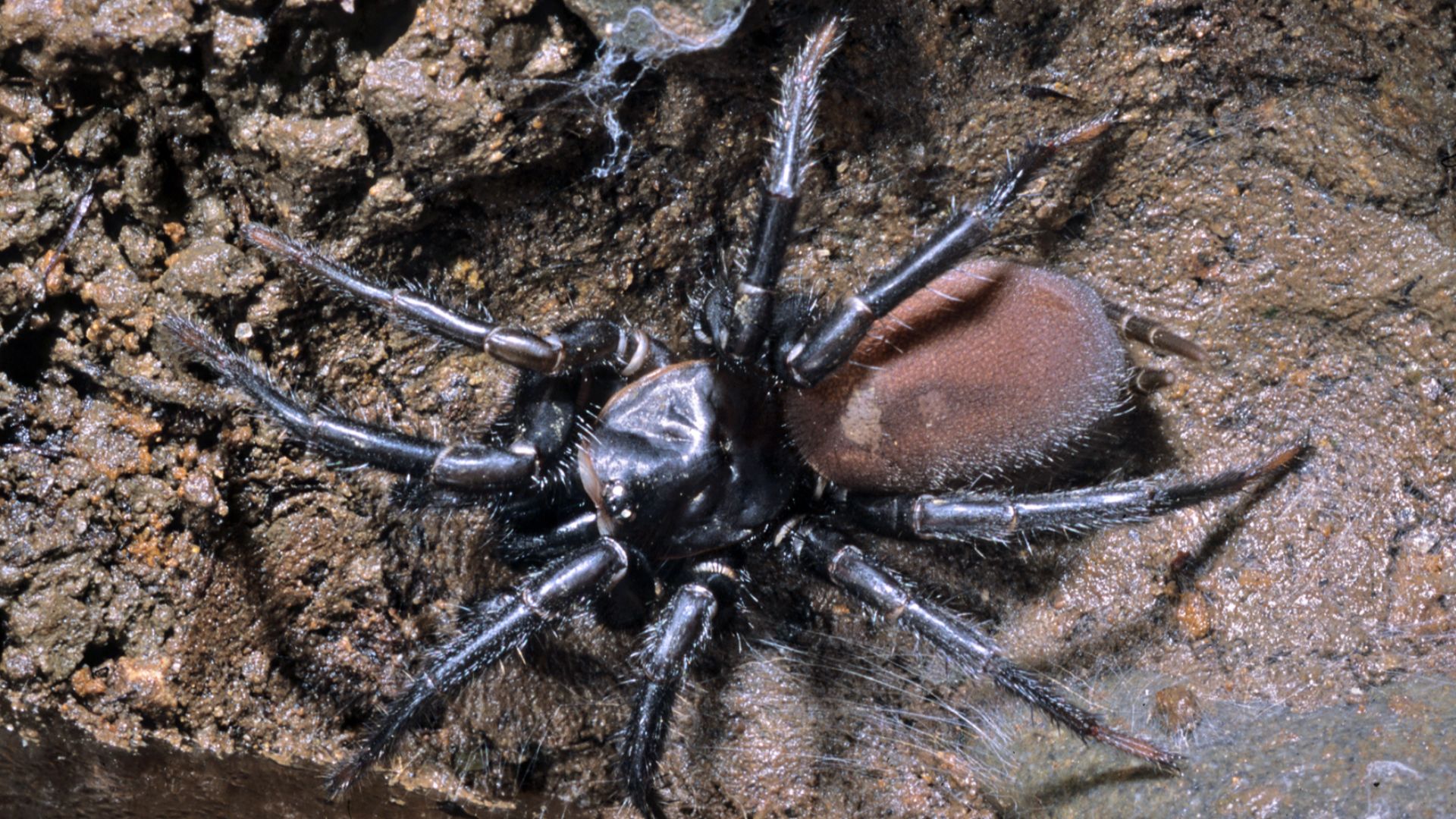 File:Porrhothele antipodiana-Black Tunnelweb Spider (NZAC06001279).jpg