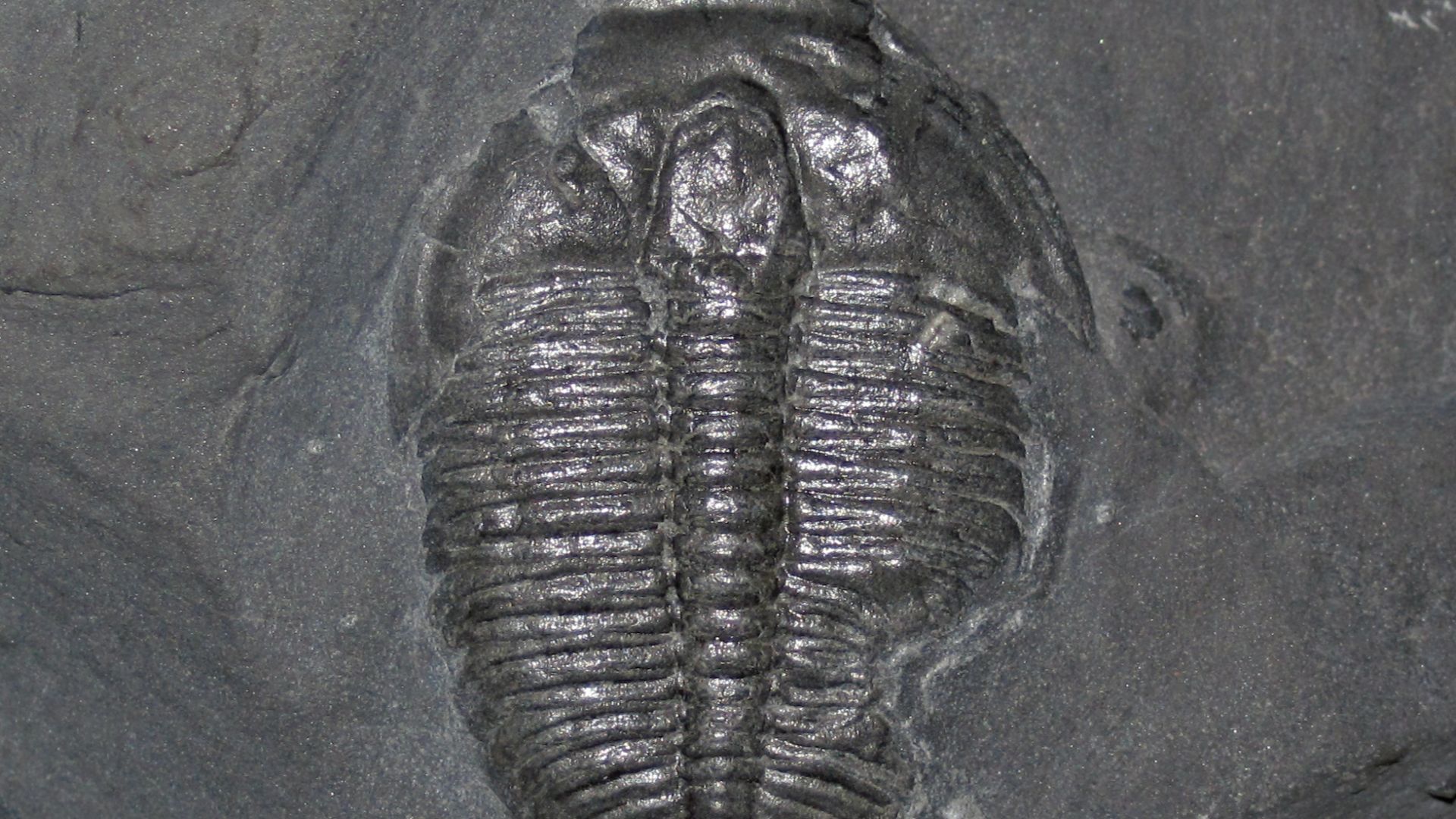 File:Elrathia kingii fossil trilobite with healed bite mark (Wheeler Formation, Middle Cambrian; House Range, western Utah, USA) 3.jpg