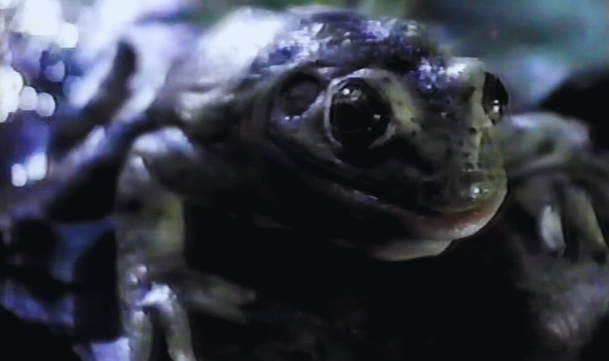 1995 Original Budweiser Frogs Super Bowl 