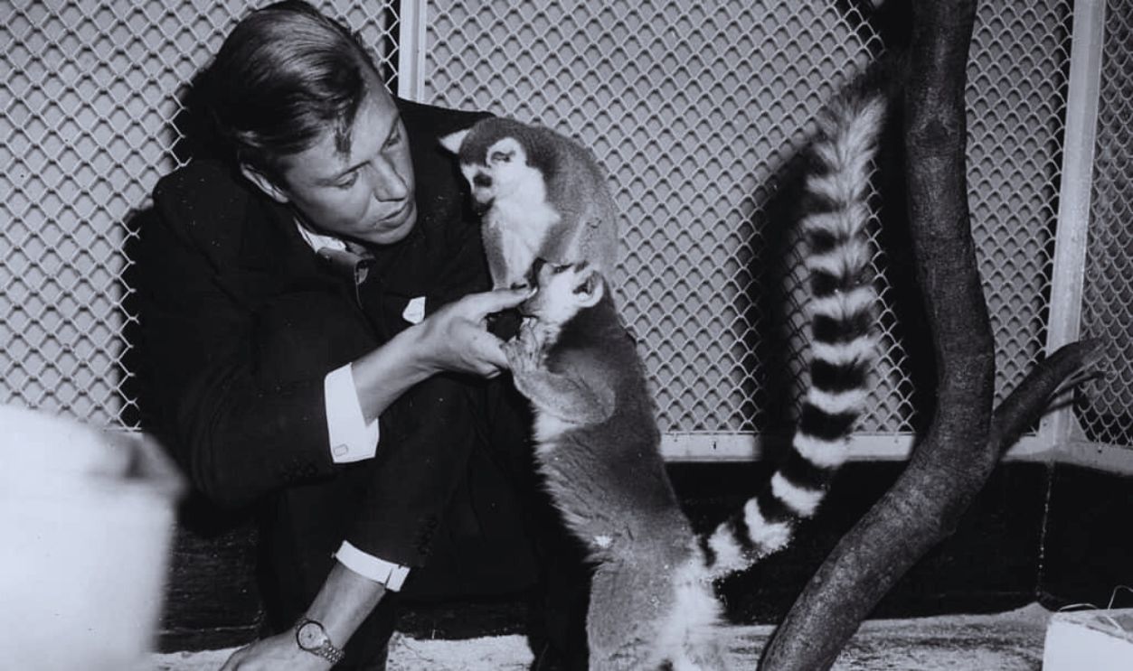 Gettyimages - 2667256, David Attenborough English naturalist and broadcaster Sir David Attenborough with two ring-tailed lemurs during a Christmas lecture at London zoo.