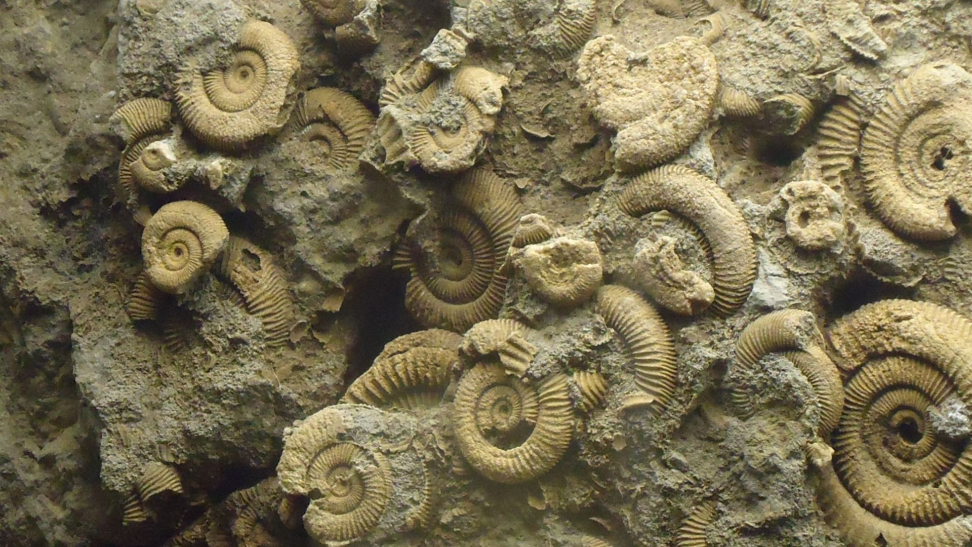 File:Gfp-several-small-ammonites-preserved-on-rock.jpg