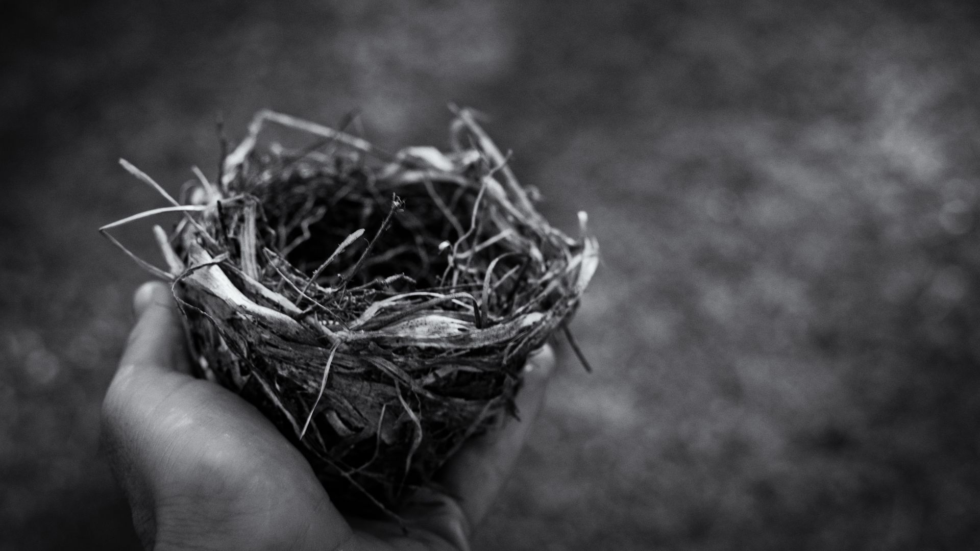 File:Empty Nest (Unsplash).jpg