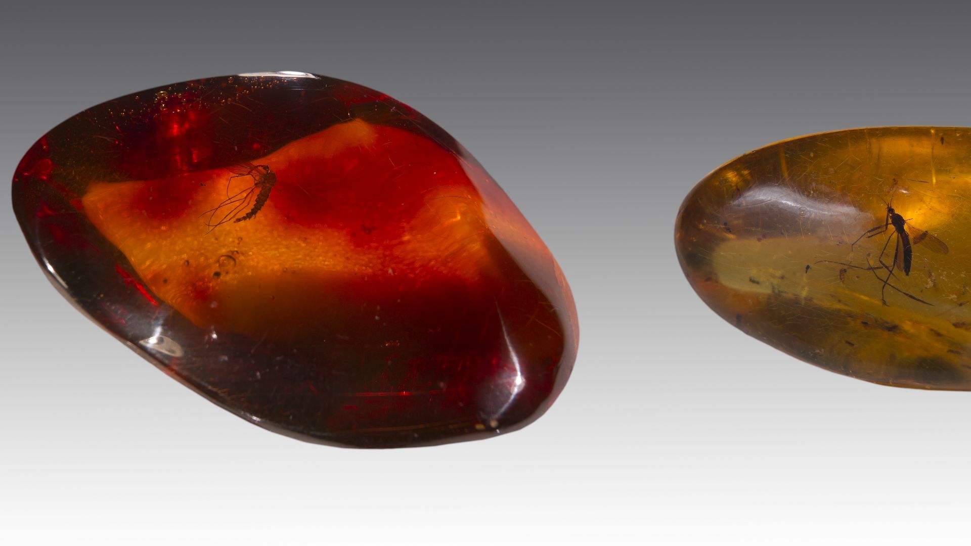 File:Ambre Moustique.jpg