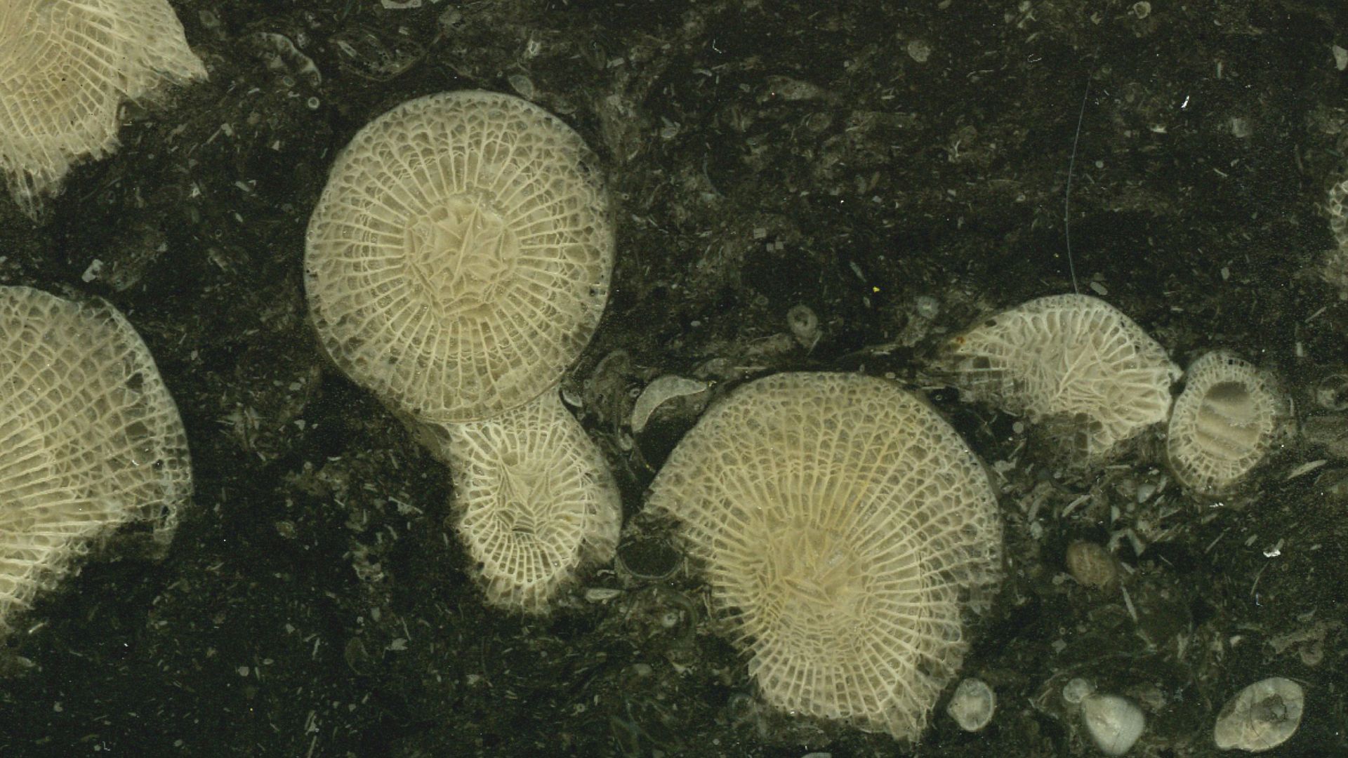 File:Frosterley Marble (Great Limestone, Mississippian; Rogerley Quarry, England) (14805050675).jpg