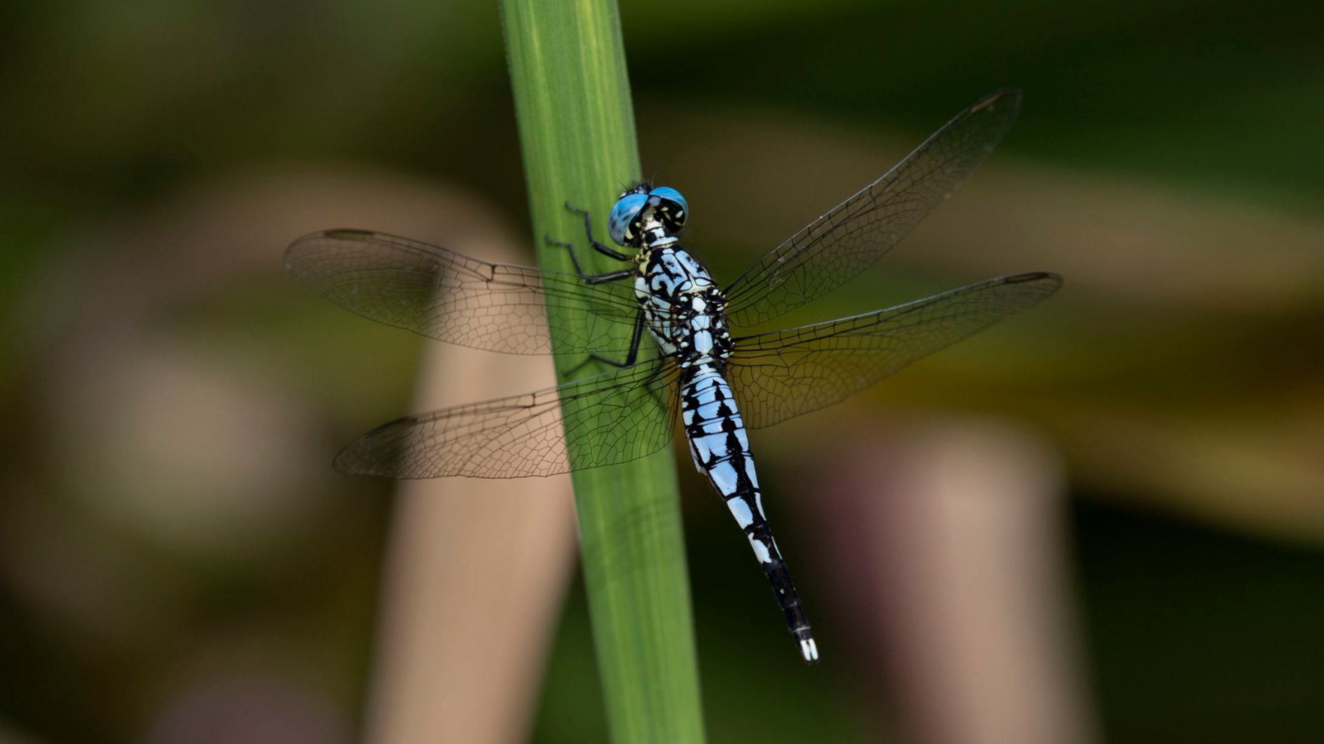 File:Libellulidae- Acisoma attenboroughi (Attenborough's Pintail) male.jpg