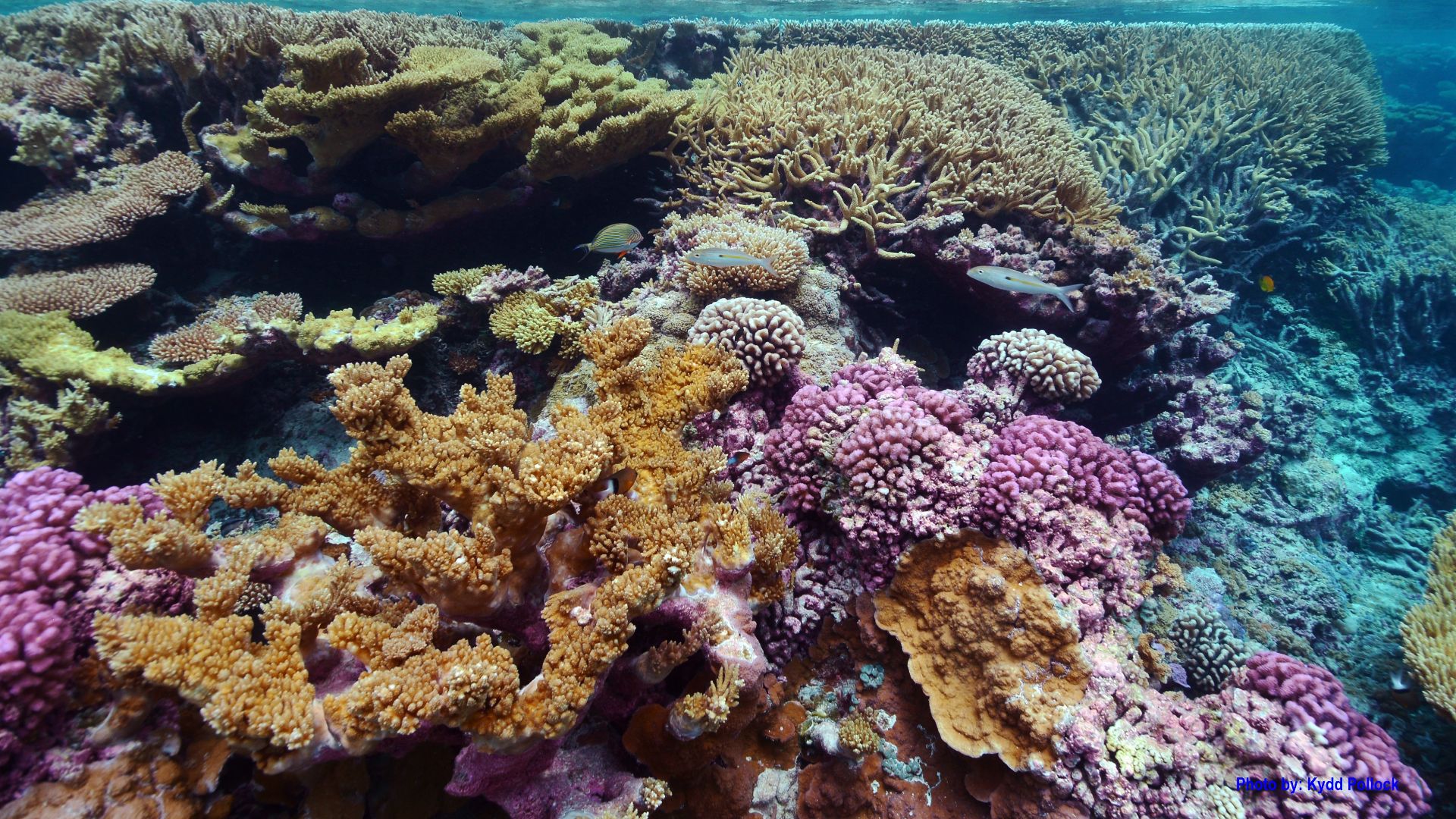 File:Coral reef 98.jpg