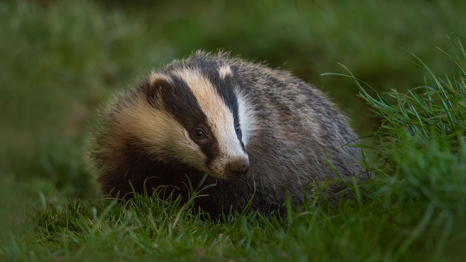 File:European Badger - Meles meles (51212303460).jpg