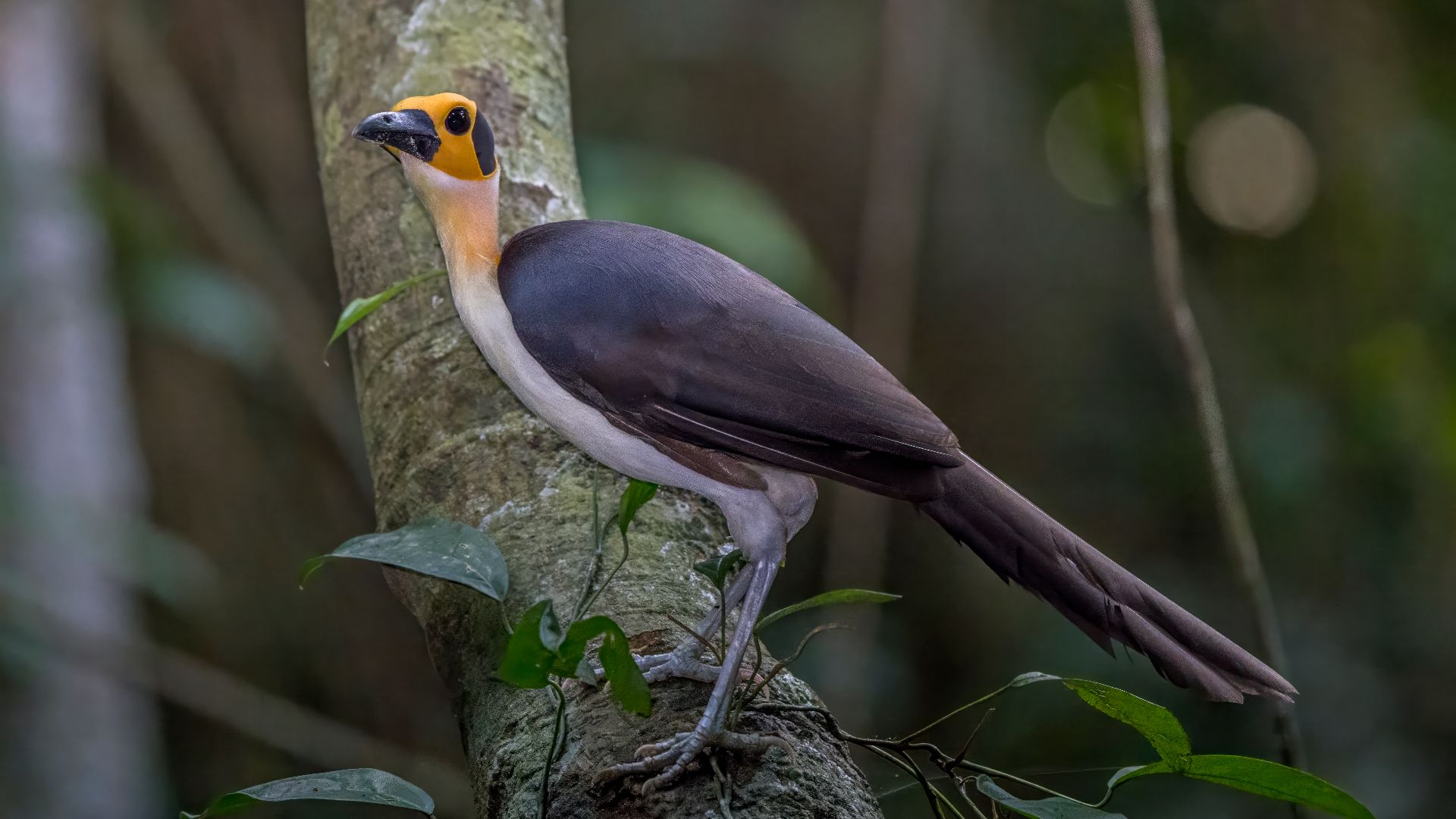 File:White-necked rockfowl (Picathartes gymnocephalus) Nyamebe Bepo 3.jpg