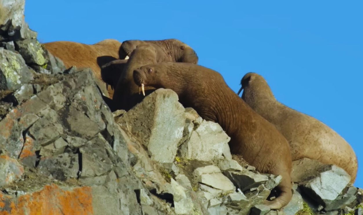 Screenshot from Our Planet (2019)