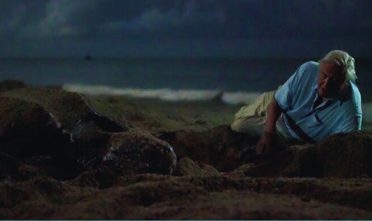 Screenshot from Blue Planet II (2017)