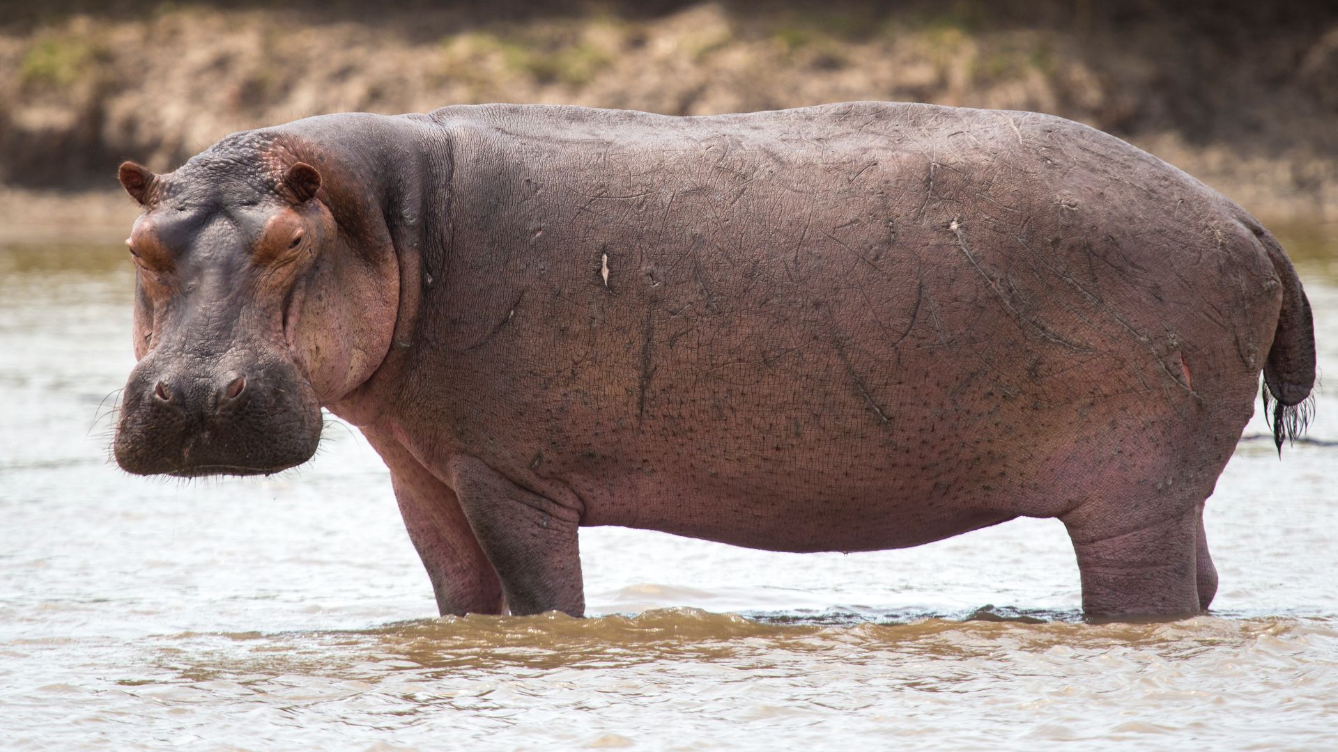 File:Portrait Hippopotamus in the water.jpg