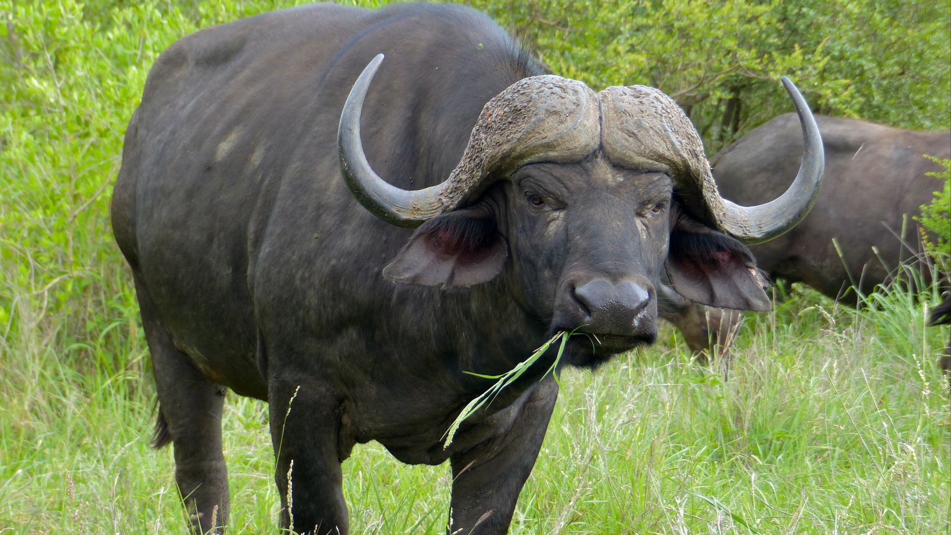 File:Cape Buffalo (Syncerus caffer) (11491733994).jpg