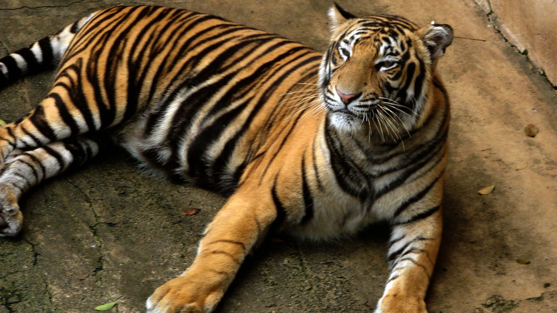 File:Bengal Tiger.jpg