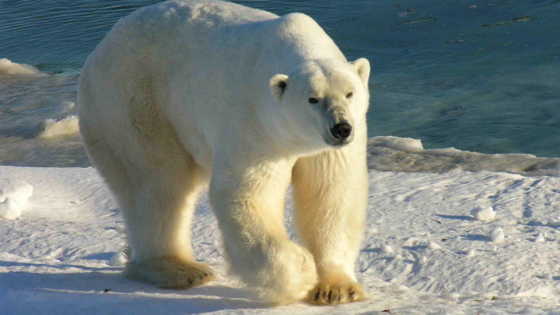 File:Polarbär 12 2004-11-17.jpg