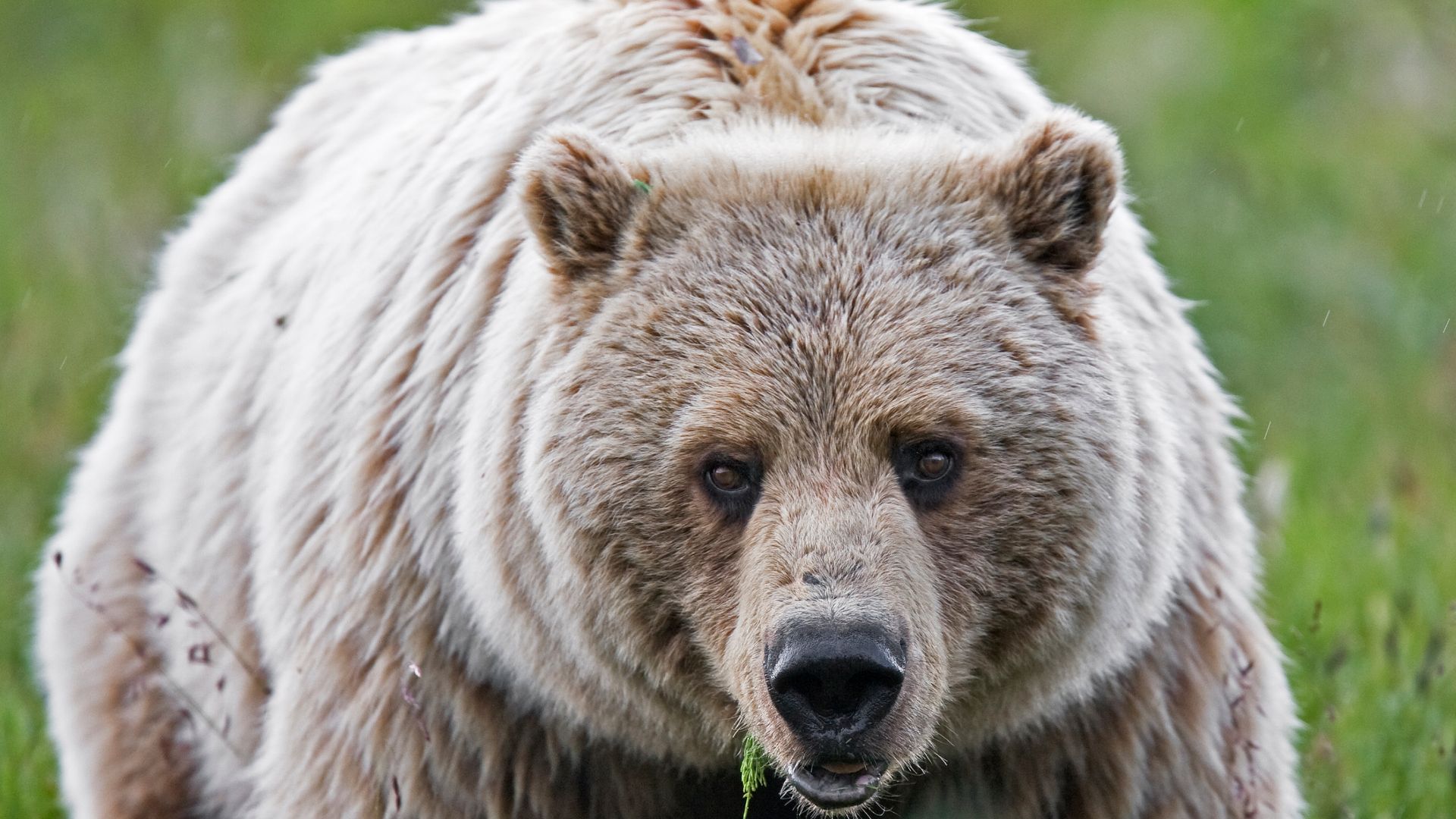 File:Grizzly Bear (6968121996).jpg