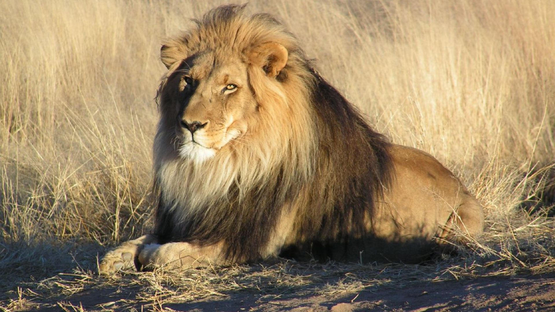 File:Lion waiting in Namibia.jpg