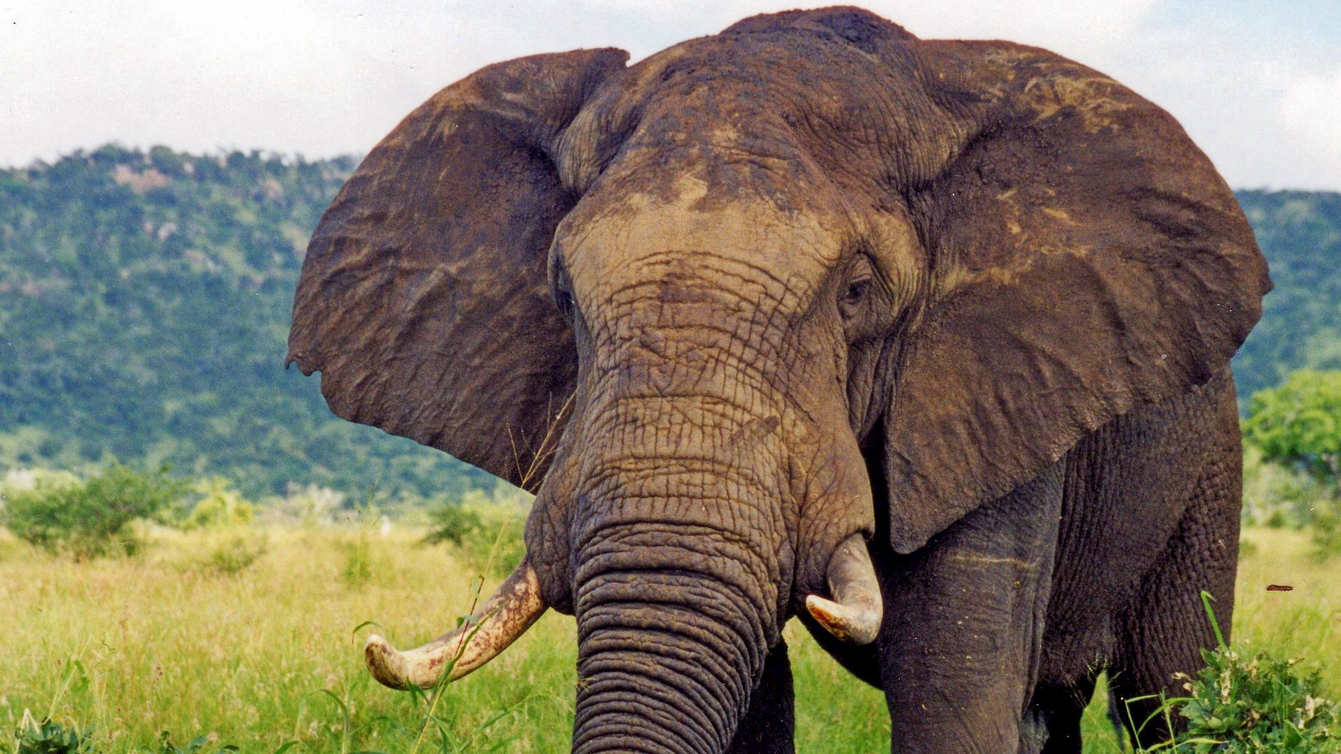 File:Elefant (2).jpg