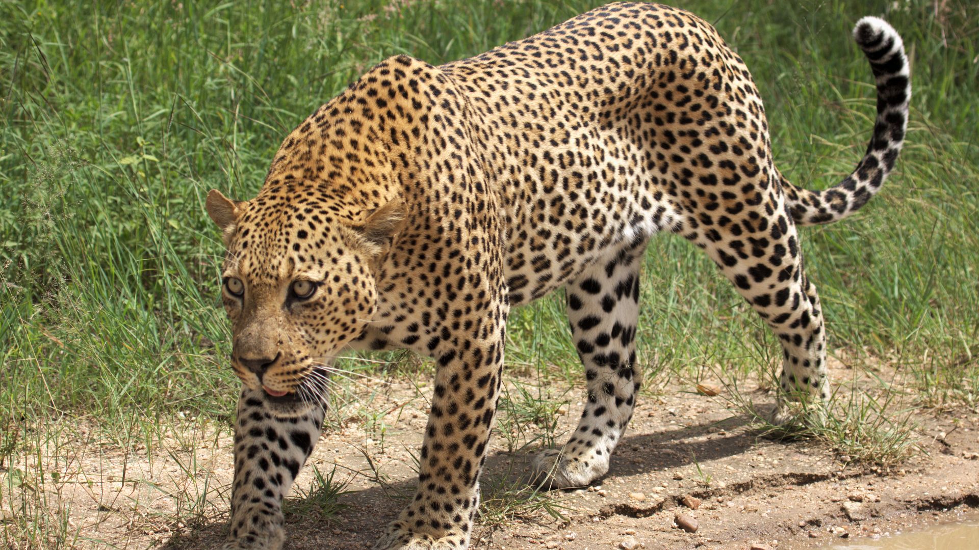 File:African leopard, Panthera pardus pardus, near Lake Panic, Kruger National Park, South Africa (19448654130).jpg