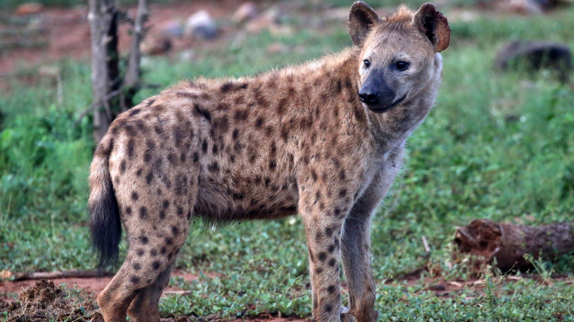 File:Hyena (51846526384).jpg