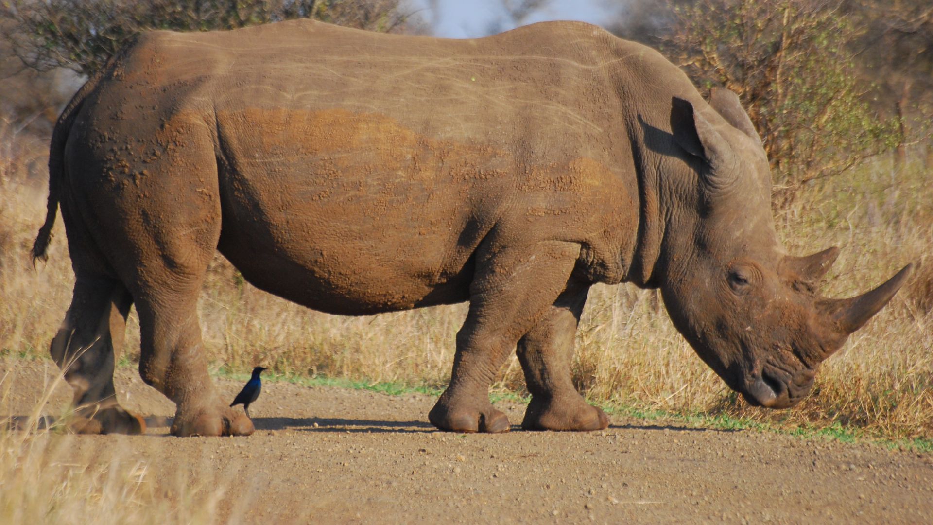 File:Rhinoceros rsa.JPG