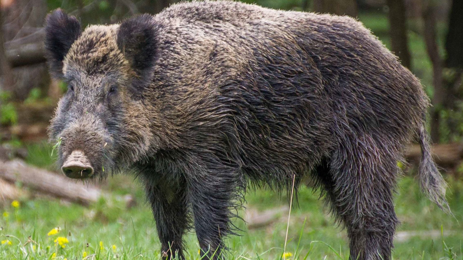 File:Wildschwein, Nähe Pulverstampftor (cropped).jpg