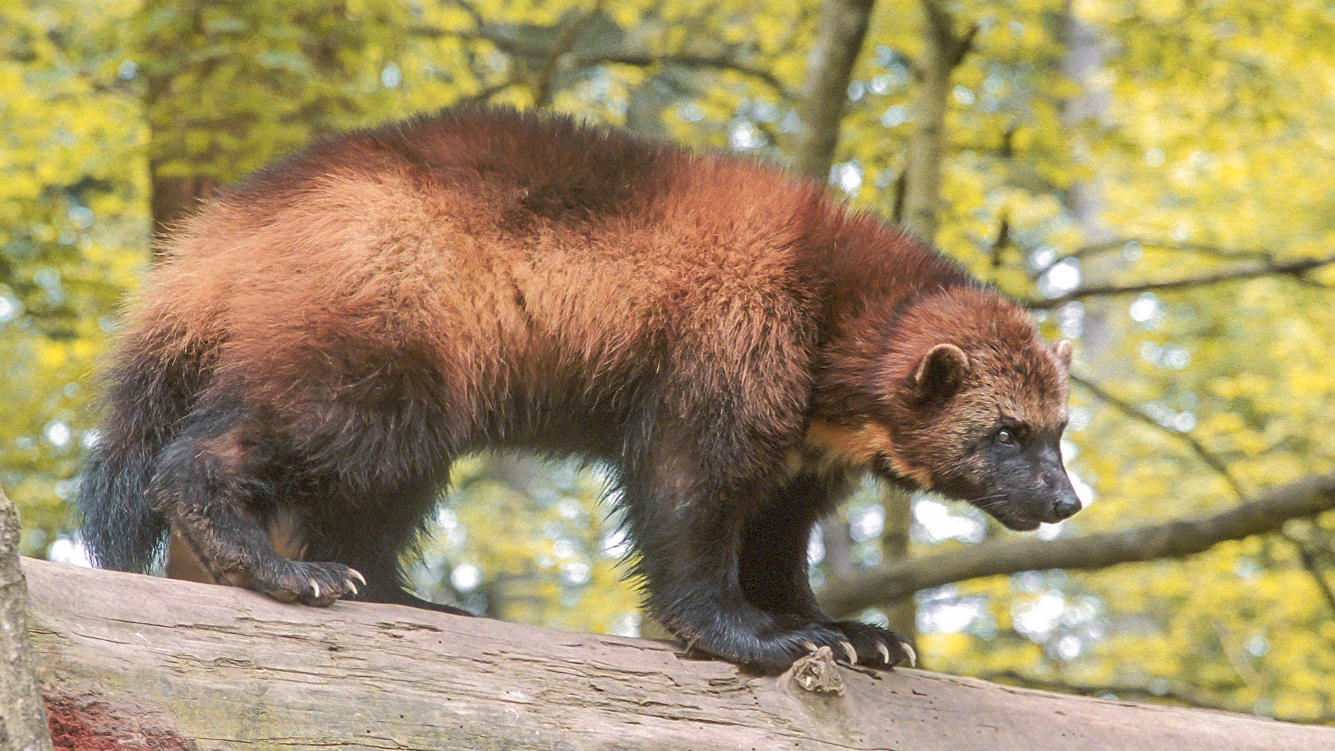 File:Wolverine 01.jpg