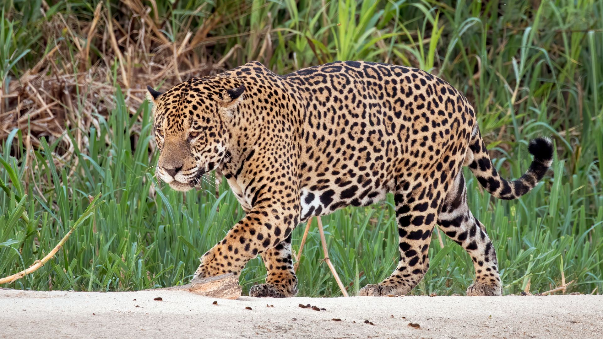 File:Jaguar (Panthera onca palustris) male Three Brothers River 2.jpg