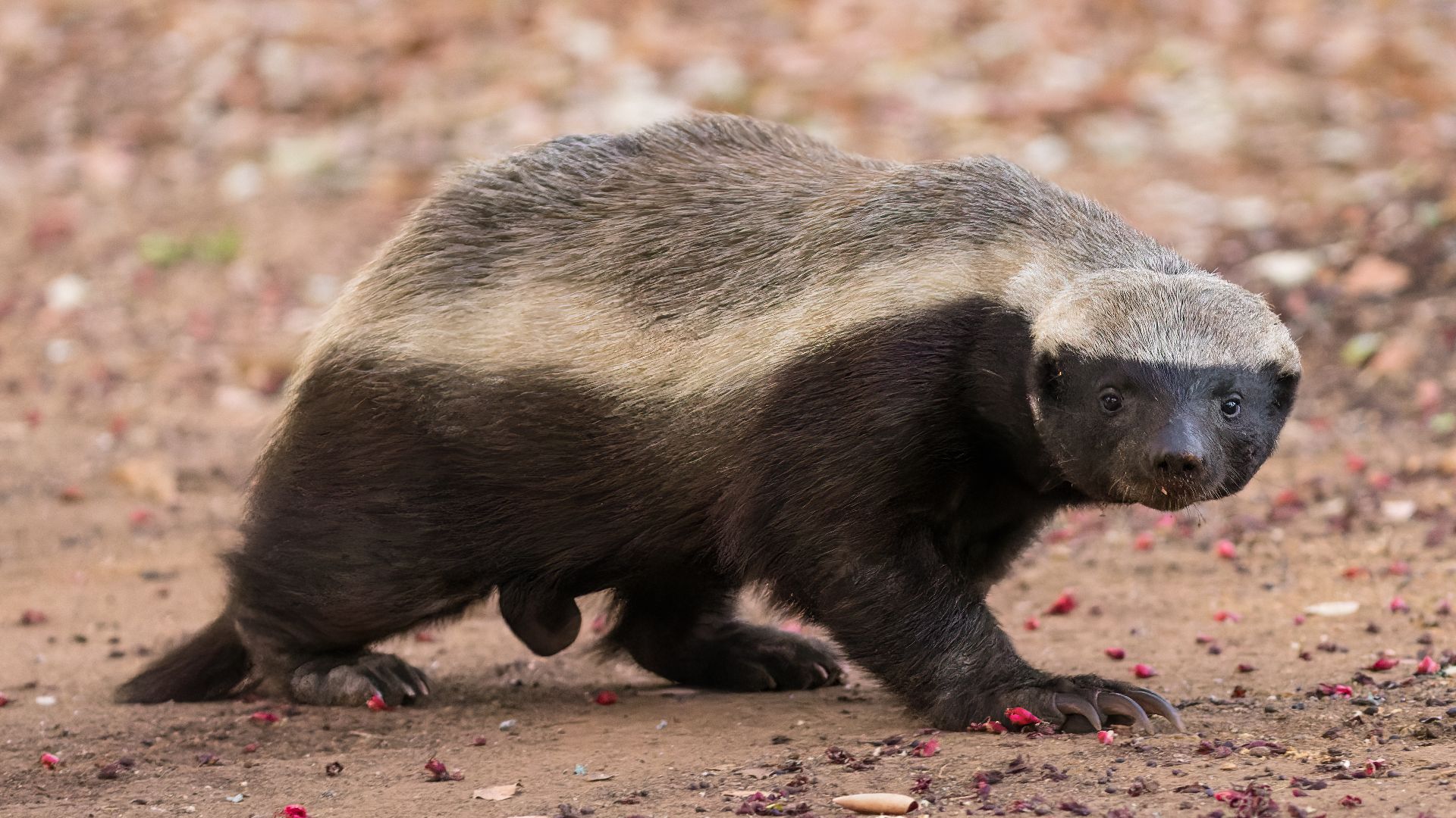 File:Honey Badger.jpg