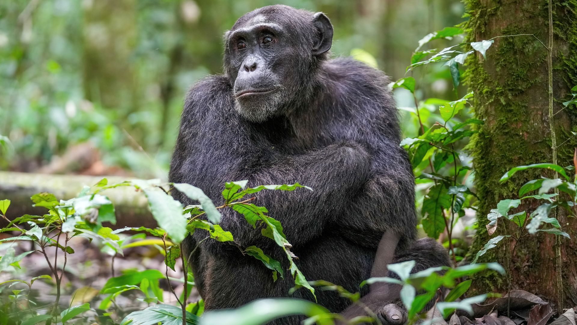 File:013 Alpha male chimpanzee at Kibale forest National Park Photo by Giles Laurent.jpg