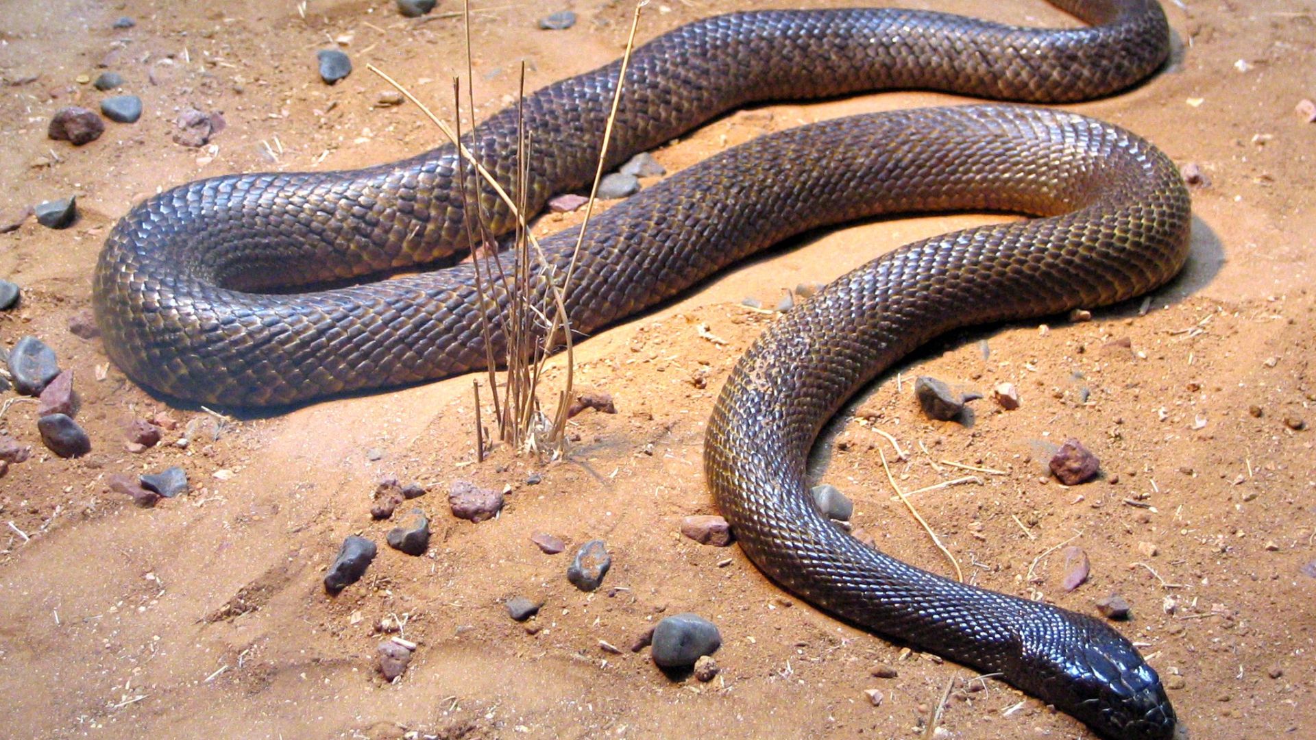 File:Fierce Snake-Oxyuranus microlepidotus.jpg