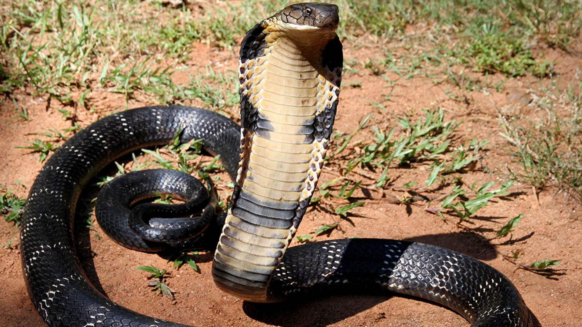 File:12 - The Mystical King Cobra and Coffee Forests.jpg