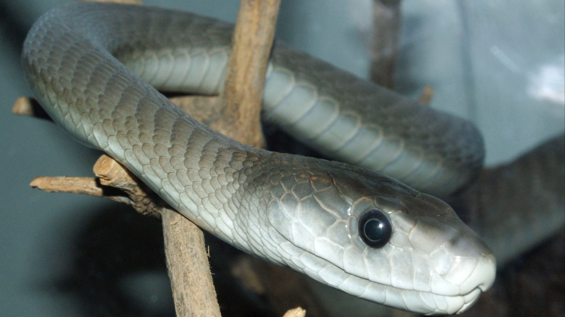 File:Dendroaspis polylepis (14).jpg