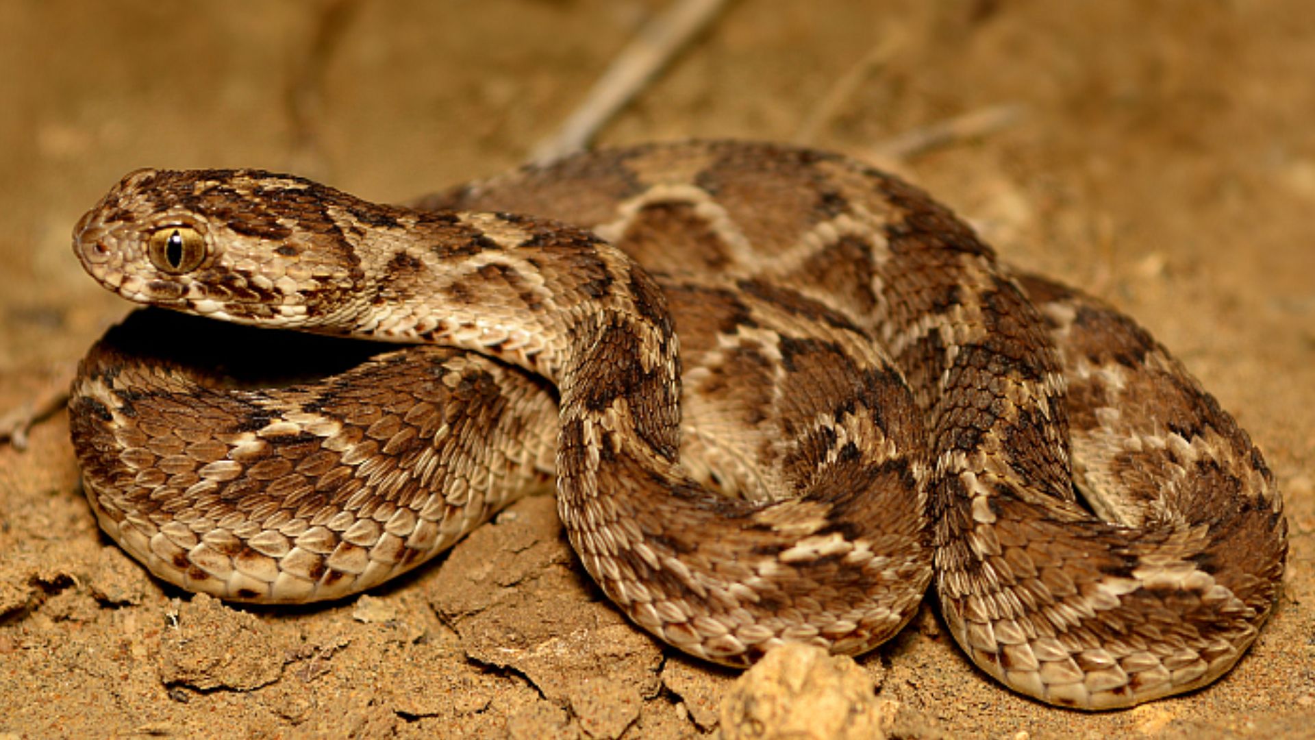 File:Saw-scaled viper Echis carinatus by Krishna Khan Amravati.jpg