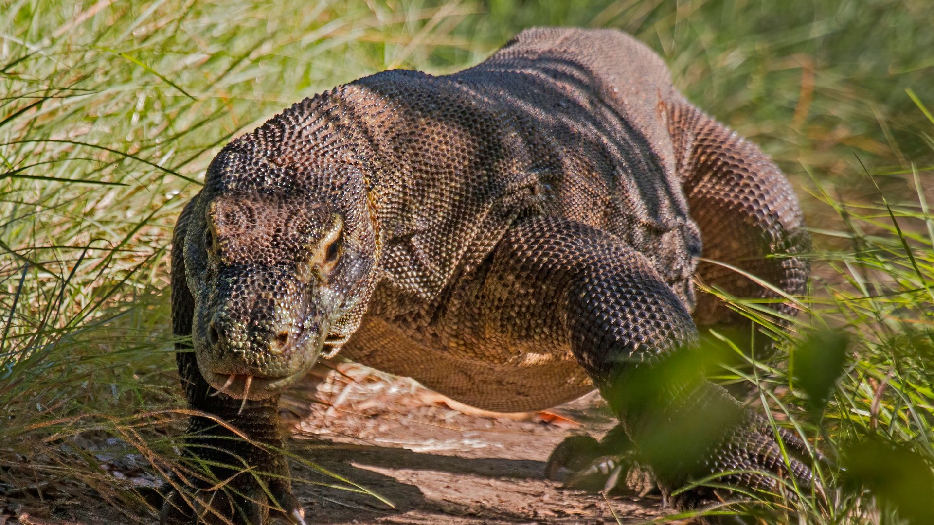 File:Komodo dragon (Varanus komodoensis) 4.jpg