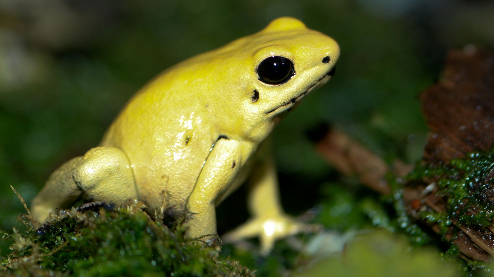File:Golden Poison dart frog Phyllobates terribilis.jpg