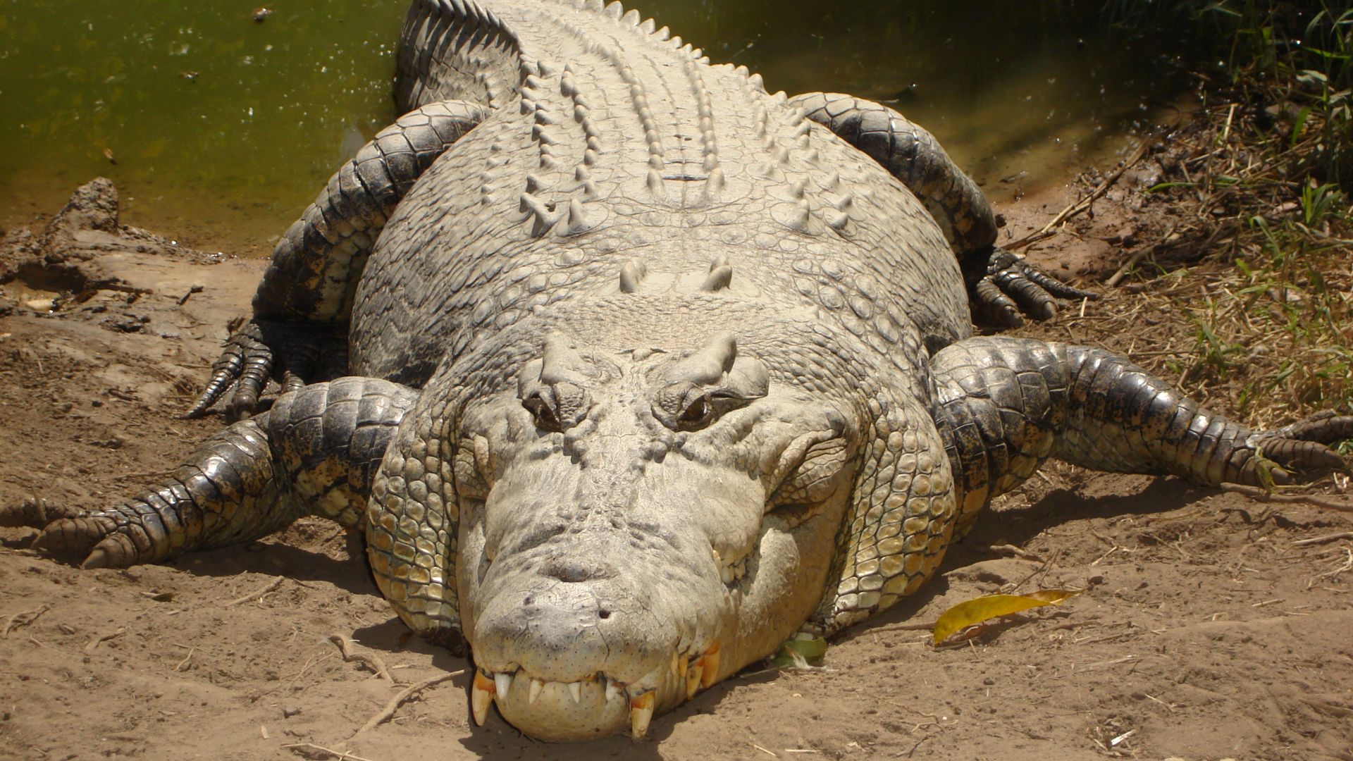 File:Saltwater crocodile.jpg