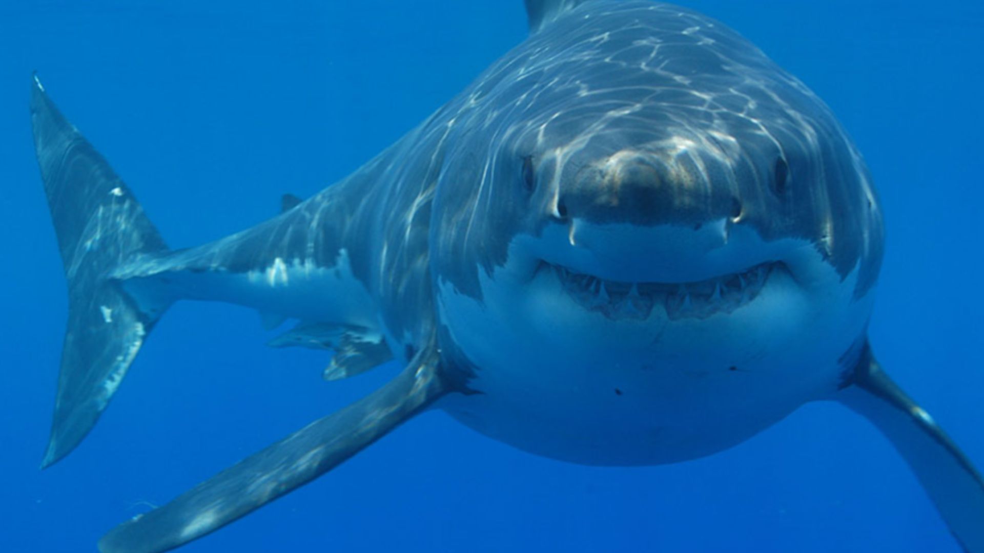 File:Great white shark south africa.jpg