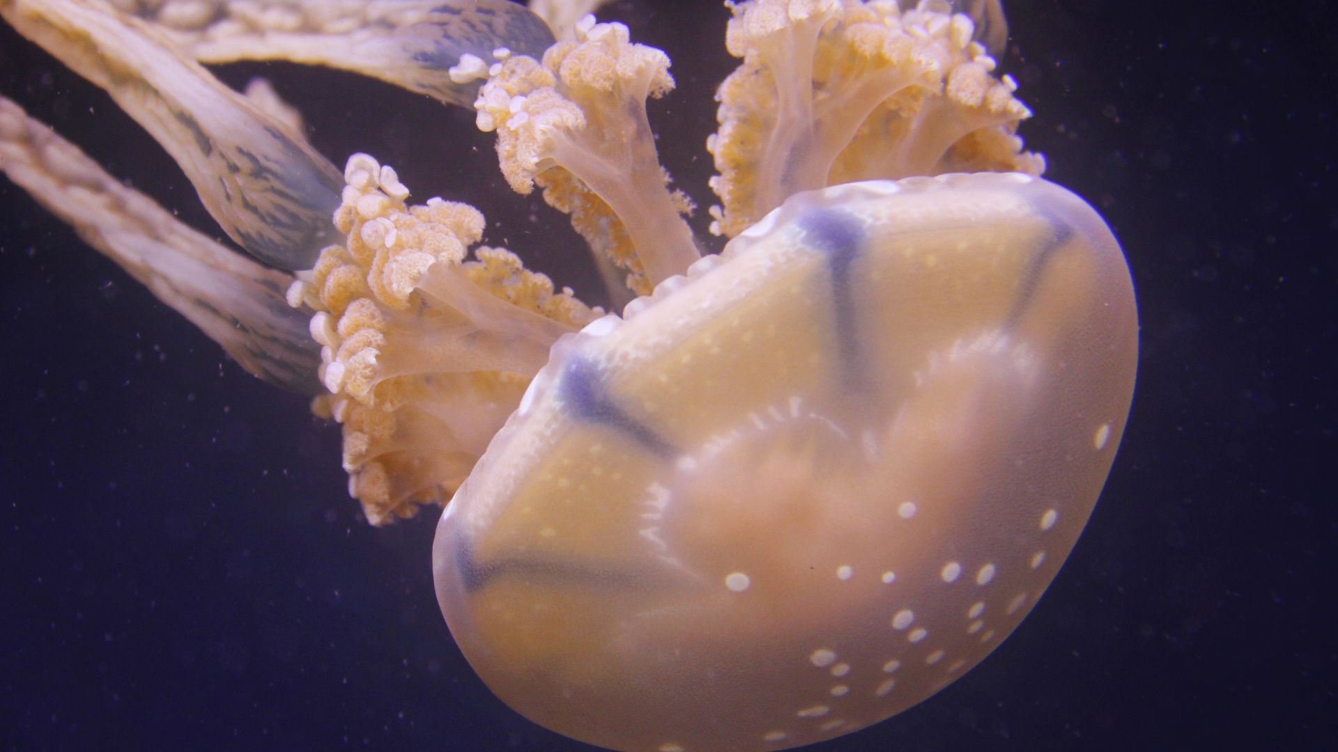 File:Box Jellyfish.jpg