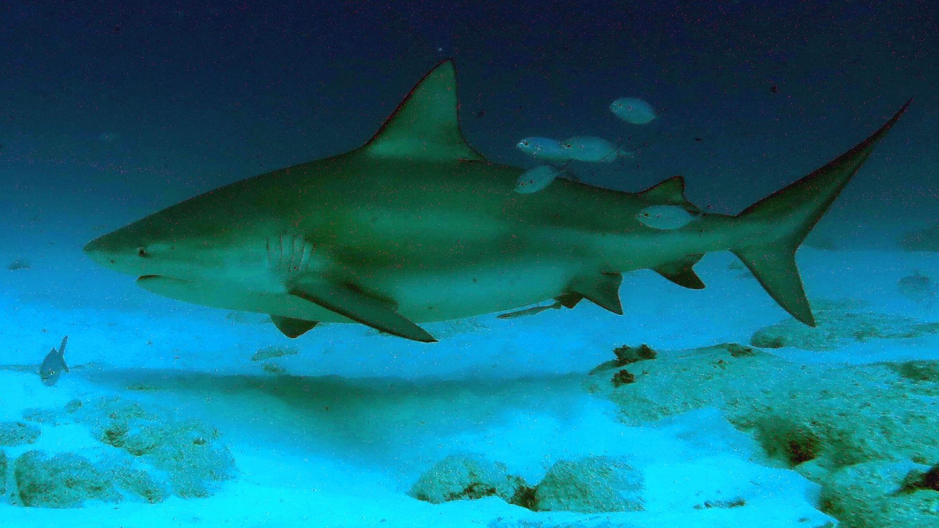File:Requin bouledogue (Carcharhinus leucas) (Ifremer 00813-92510 - 53588).jpg