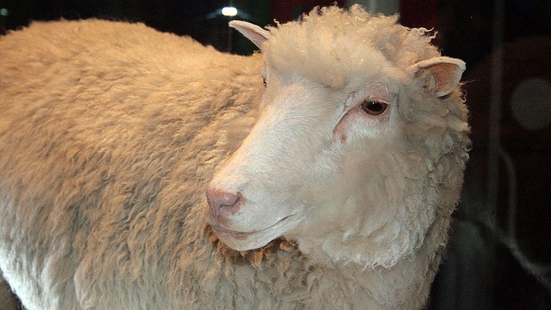 File:Dolly face closeup.jpg