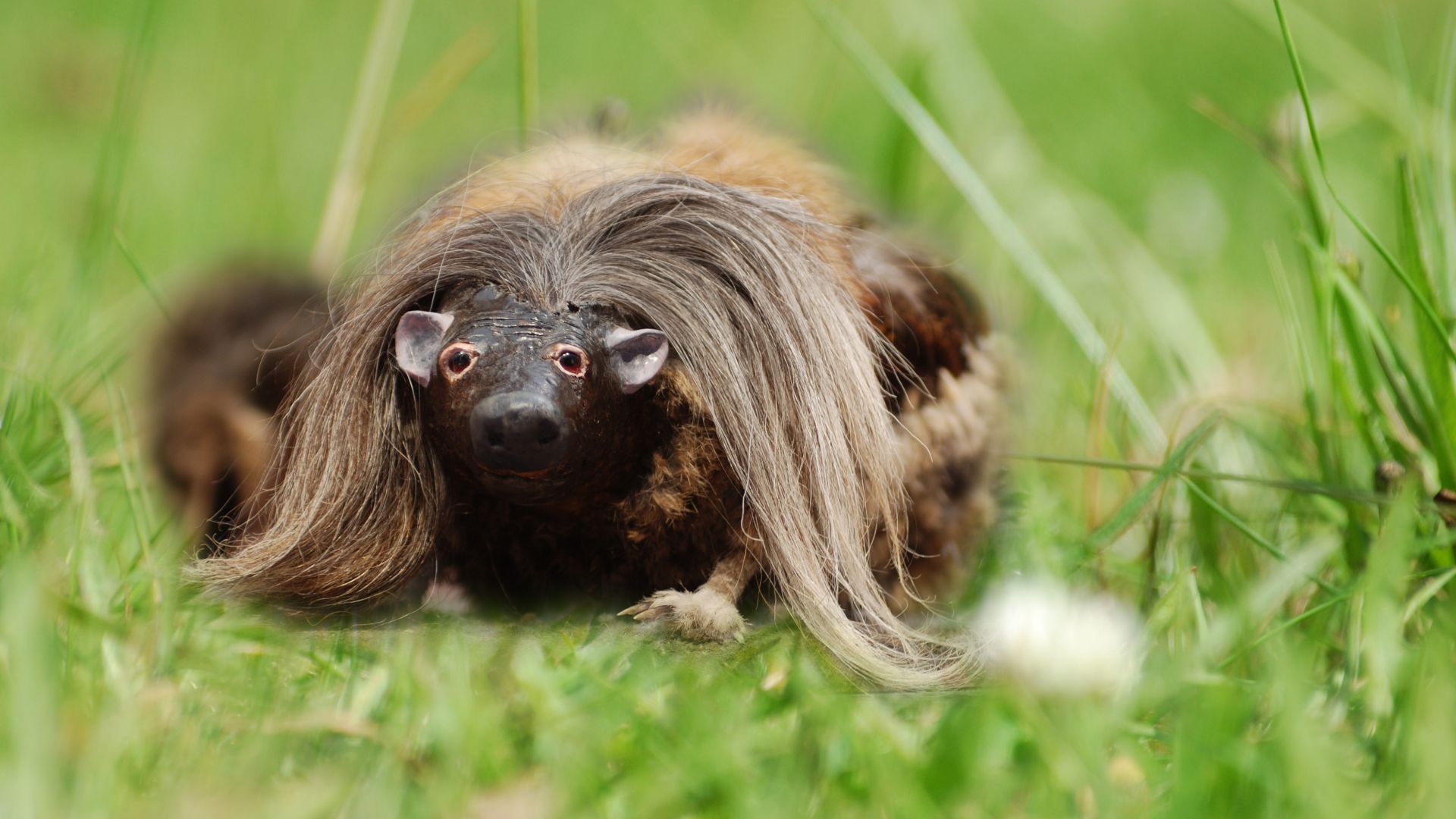 File:Wild Haggis.jpg