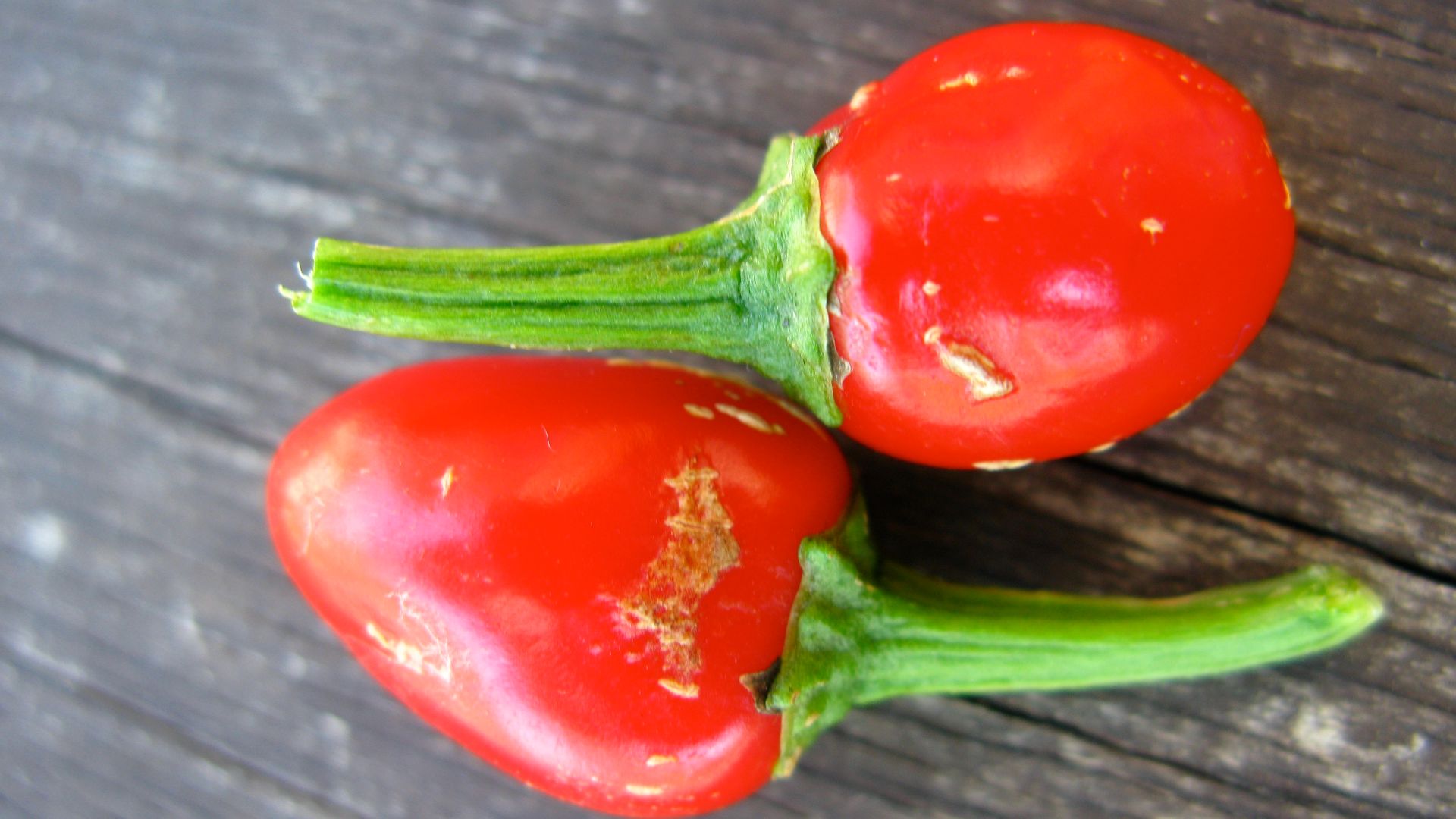 File:Winter Peppers (3407620999).jpg