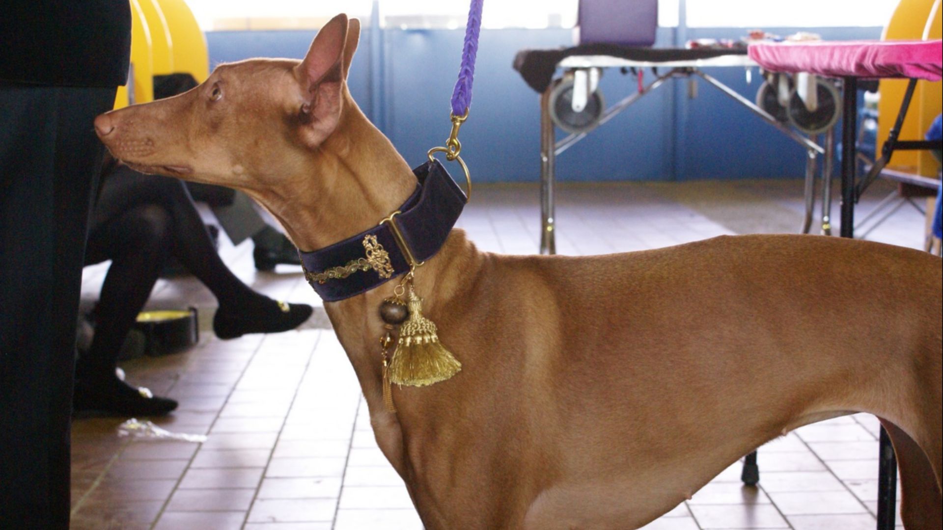 File:2014 Westminster Kennel Club Dog Show (12451664855).jpg