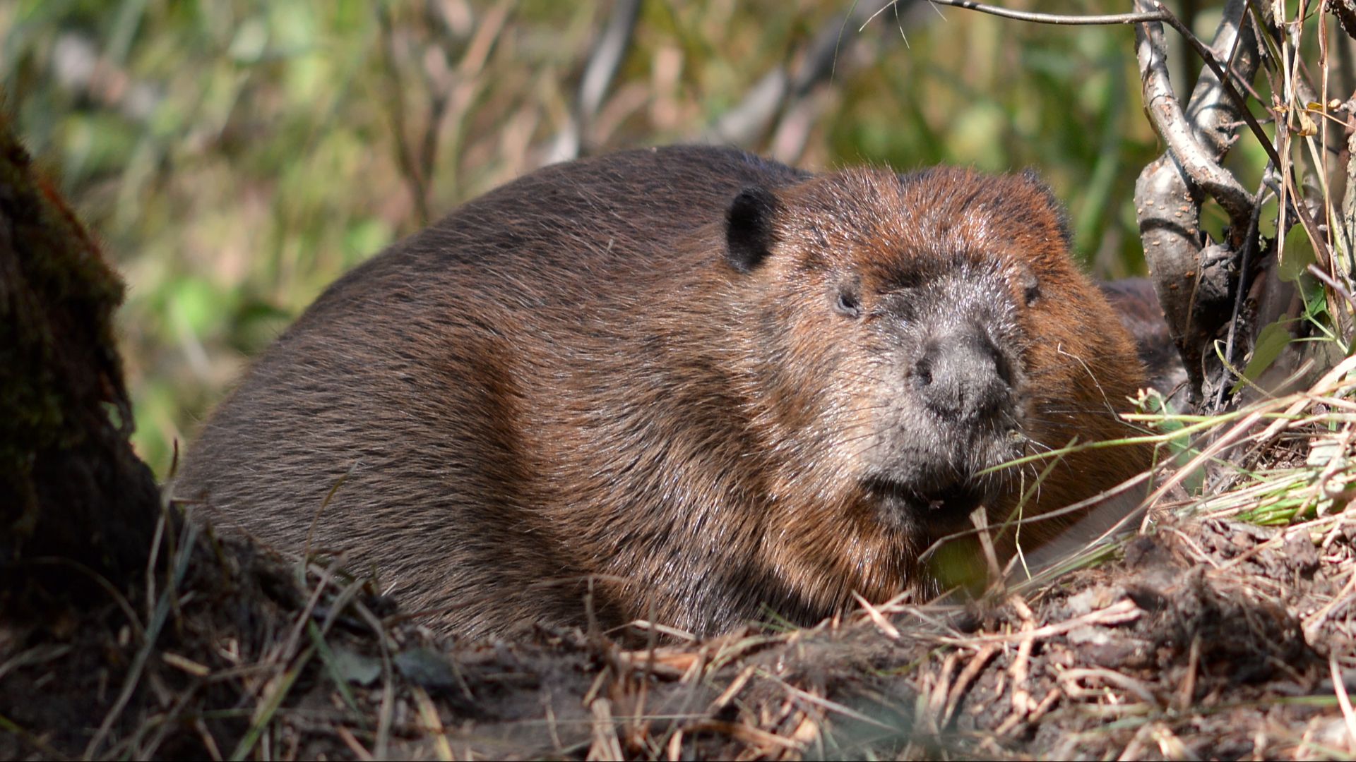 File:North American Beaver (Castor canadensis) - Algonquin Provincial Park, Ontario 02.jpg