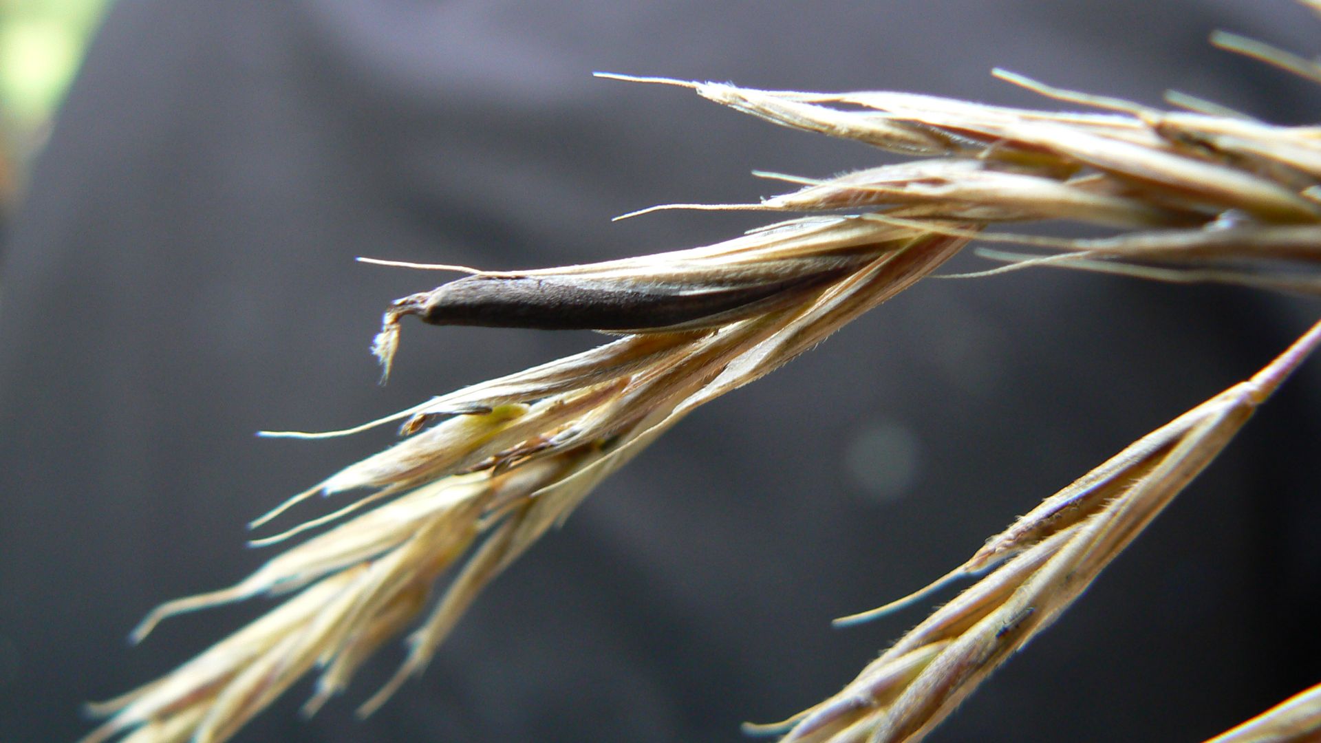 File:Bromus erectus ergot.JPG