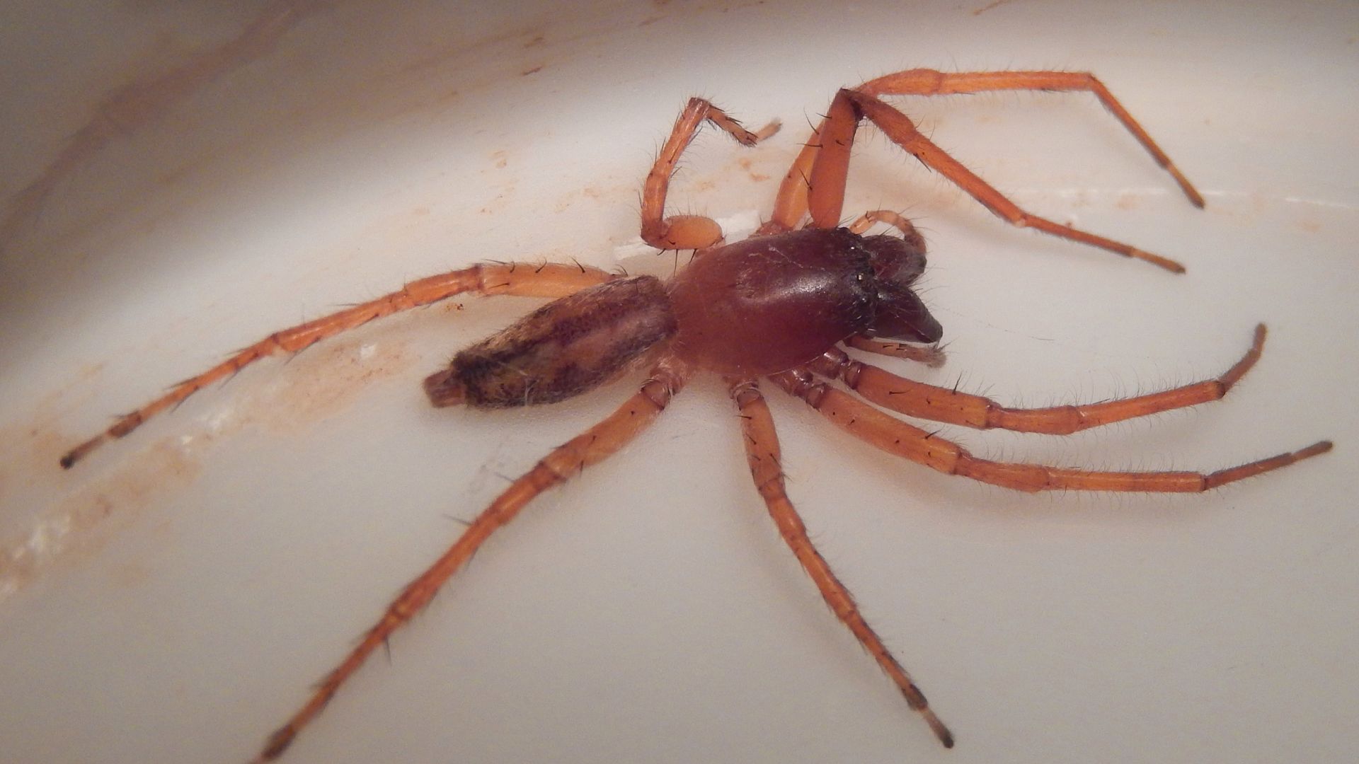 File:Spider probably Clubiona robusta coffee cup.JPG