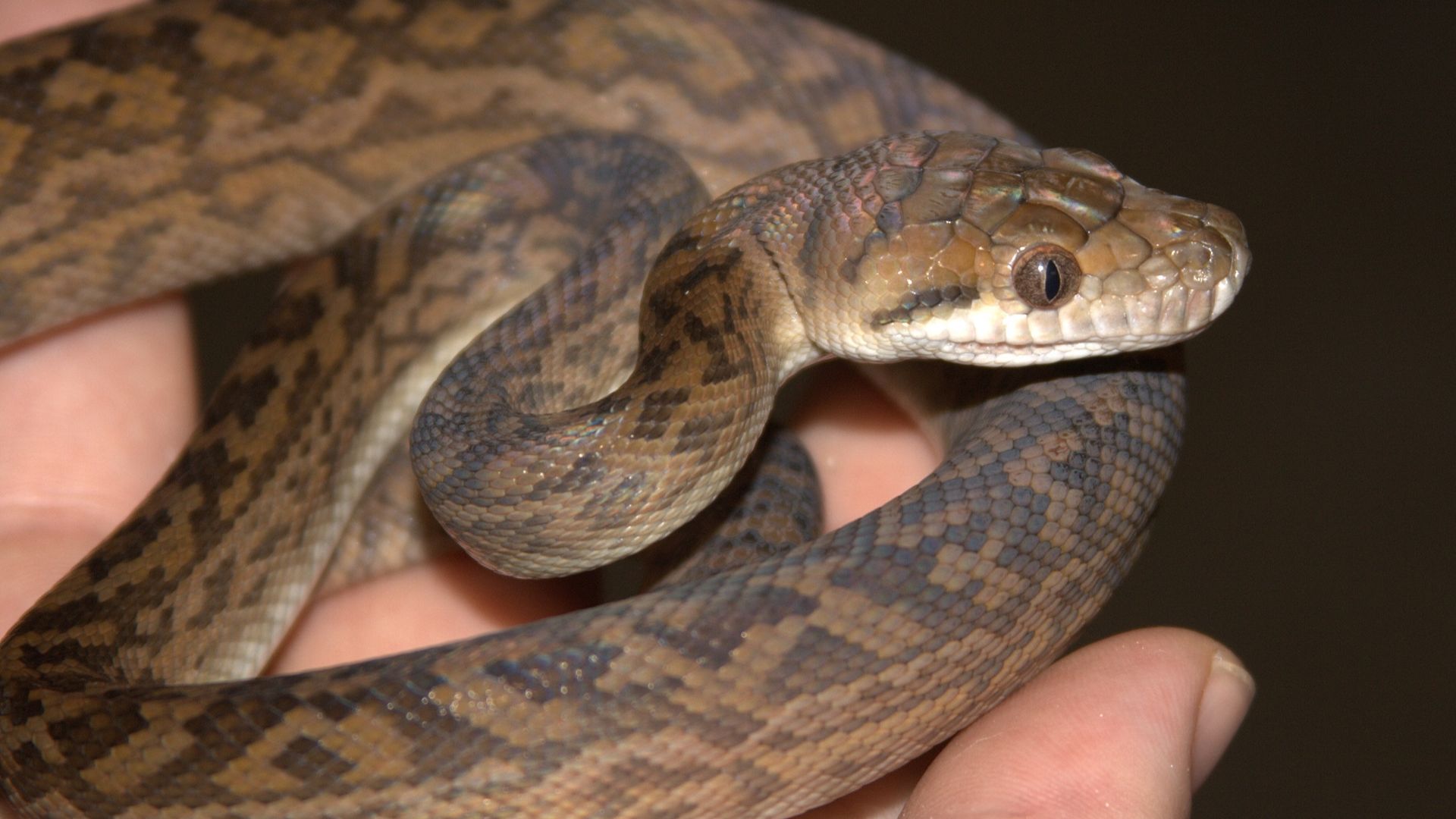 File:Australian scrub python (Morelia kinghorni), hatchling.jpg