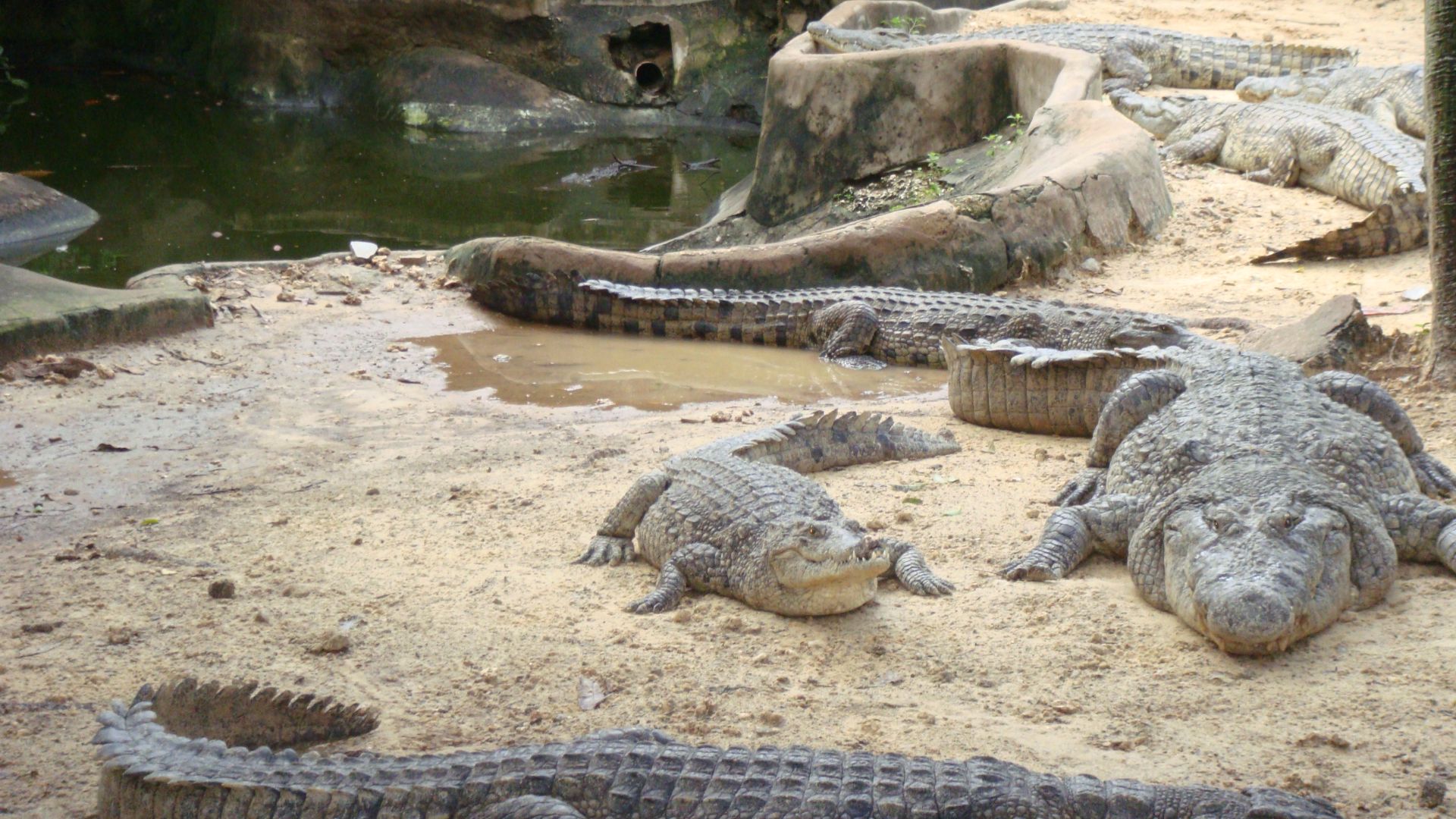File:Crocodile farm in Momabasa 2.jpg