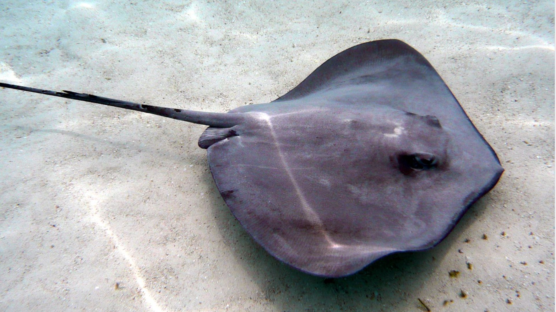 File:Stingray with Stinger.png
